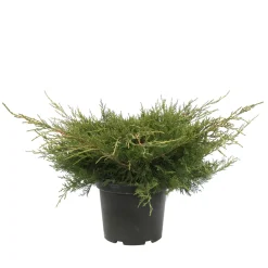 NA Genévrier 'Old Gold' (Juniperus media) 40/60 : pot 5L