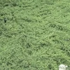 NA Conifères | Genévrier rampant (Juniperus procumbens) '' 30/40 : pot 3L