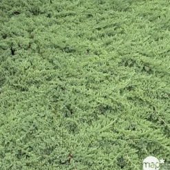 NA Conifères | Genévrier rampant (Juniperus procumbens) '' 30/40 : pot 3L