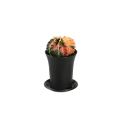 NA Cactus Et Plantes Grasses | Gymnocalycium Variegata - pot de D.7.5cm/H.13cm