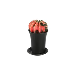 NA Cactus Et Plantes Grasses | Gymnocalycium Variegata - pot de D.7.5cm/H.13cm