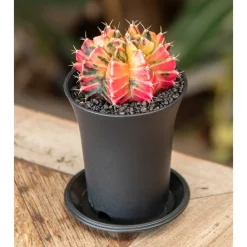 NA Cactus Et Plantes Grasses | Gymnocalycium Variegata - pot de D.7.5cm/H.13cm