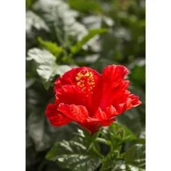 NA Plantes Fleuries | Hibiscus 'Sunny Fiori Grande mix': Pot Ø 17 cm - Coloris variables