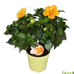 NA Plantes Fleuries | Hibiscus 'Sunny Fiori Grande mix': Pot Ø 17 cm - Coloris variables