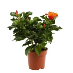 NA Plantes Fleuries | Hibiscus 'Sunny Fiori Grande mix': Pot Ø 17 cm - Coloris variables