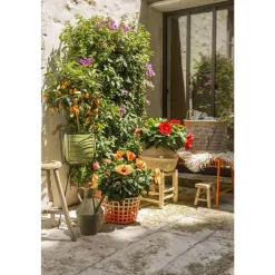 NA Plantes Fleuries | Hibiscus 'Sunny Fiori Grande mix': Pot Ø 17 cm - Coloris variables