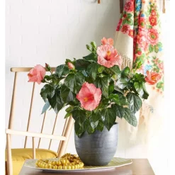 NA Plantes Fleuries | Hibiscus 'Sunny Fiori Grande mix': Pot Ø 17 cm - Coloris variables