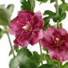 NA Hibiscus syriacus : ctr 4 litres Online