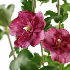 NA Hibiscus syriacus : ctr 4 litres Online