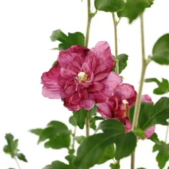 NA Hibiscus syriacus : ctr 4 litres Online