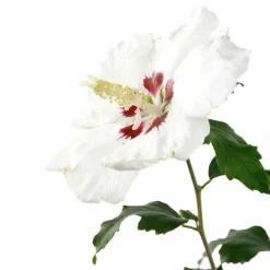 NA Hibiscus syriacus : ctr 4 litres Online