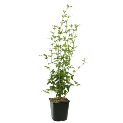 NA Hibiscus syriacus : ctr 4 litres Online