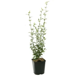 NA Hibiscus syriacus : ctr 4 litres Online