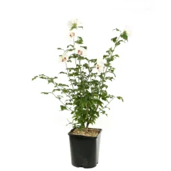 NA Hibiscus syriacus : ctr 4 litres Online