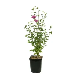 NA Hibiscus syriacus : ctr 4 litres Online