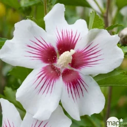 NA Fleurs De Saison | Hibiscus syriacus : ctr 15 litres