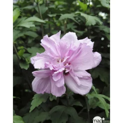 NA Fleurs De Saison | Hibiscus syriacus : ctr 15 litres