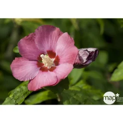 NA Fleurs De Saison | Hibiscus syriacus : ctr 15 litres
