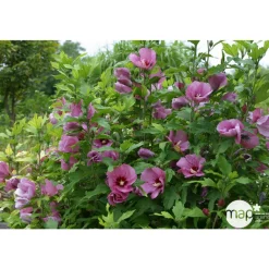 NA Fleurs De Saison | Hibiscus syriacus : ctr 15 litres