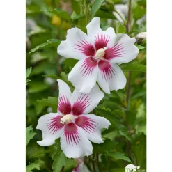 NA Fleurs De Saison | Hibiscus syriacus : ctr 15 litres
