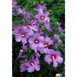 NA Fleurs De Saison | Hibiscus syriacus : ctr 15 litres