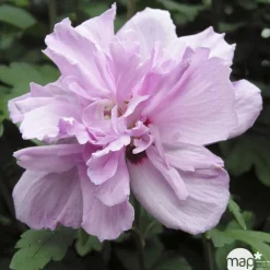 NA Fleurs De Saison | Hibiscus syriacus : ctr 15 litres
