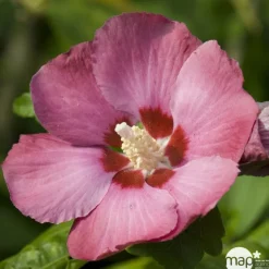 NA Fleurs De Saison | Hibiscus syriacus : ctr 15 litres