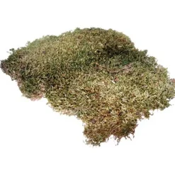 Hobby Décoration Et Substrats | - Mousse naturelle pour terrarium