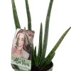 Horti-Flandre - Aloe vera pot 12cm Sale