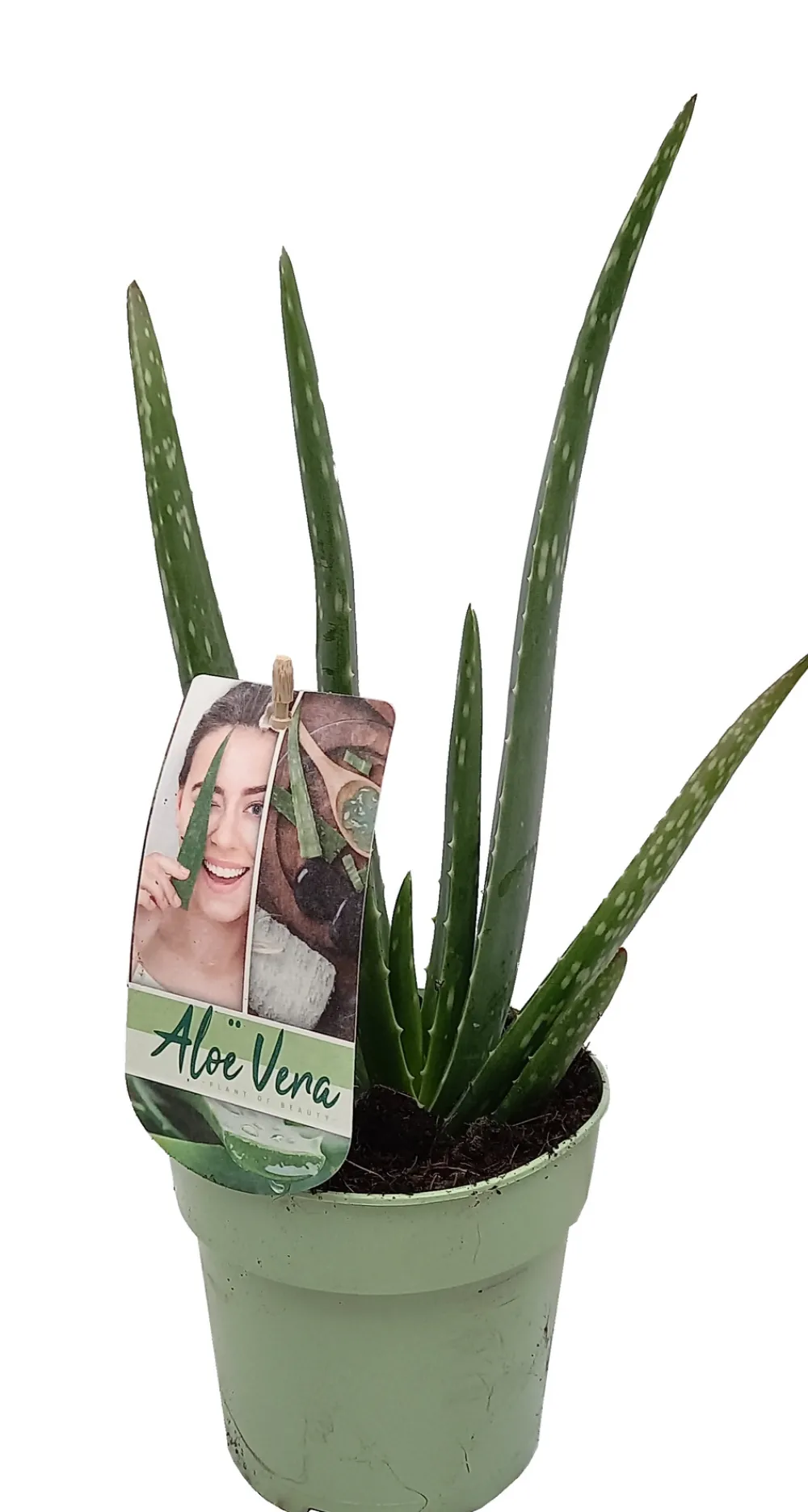 Horti-Flandre - Aloe vera pot 12cm Sale
