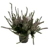Horti-Flandre Plantes De Terre De Bruyère | - Bruyere calluna garden girls rose pale pot 10.5cm