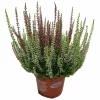 Horti-Flandre Plantes De Terre De Bruyère | - Bruyere calluna bicolore garden girls p12cm