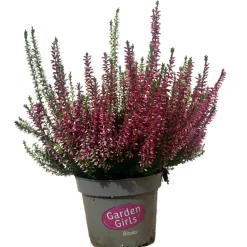 Horti-Flandre Plantes De Terre De Bruyère | - Bruyere calluna bicolore garden girls p12cm