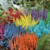 Horti-Flandre - Bruyère calluna teinté violet pot 9 cm Hot