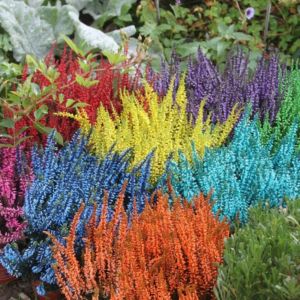 Horti-Flandre - Bruyère calluna teinté violet pot 9 cm Hot