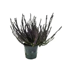 Horti-Flandre - Bruyère calluna teinté violet pot 9 cm Hot