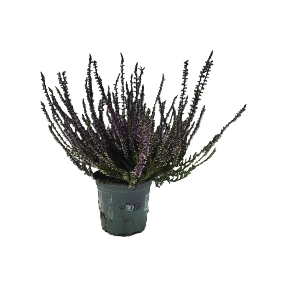 Horti-Flandre - Bruyère calluna teinté violet pot 9 cm Hot