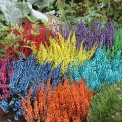 Horti-Flandre Plantes De Terre De Bruyère | - Bruyère calluna teinté verte pot 9cm