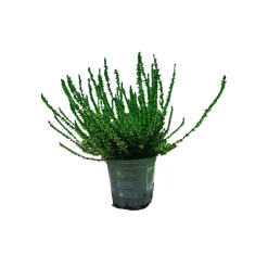 Horti-Flandre Plantes De Terre De Bruyère | - Bruyère calluna teinté verte pot 9cm