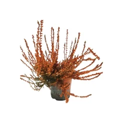 Horti-Flandre Plantes De Terre De Bruyère | - Bruyère calluna teinté orange pot 9 cm