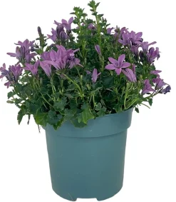 Horti-flandre - Campanule get mee rose pot 11 cm Best