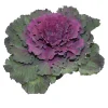 Horti-flandre Fleurs De Saison | - Choux d'ornement violet p10.5cm
