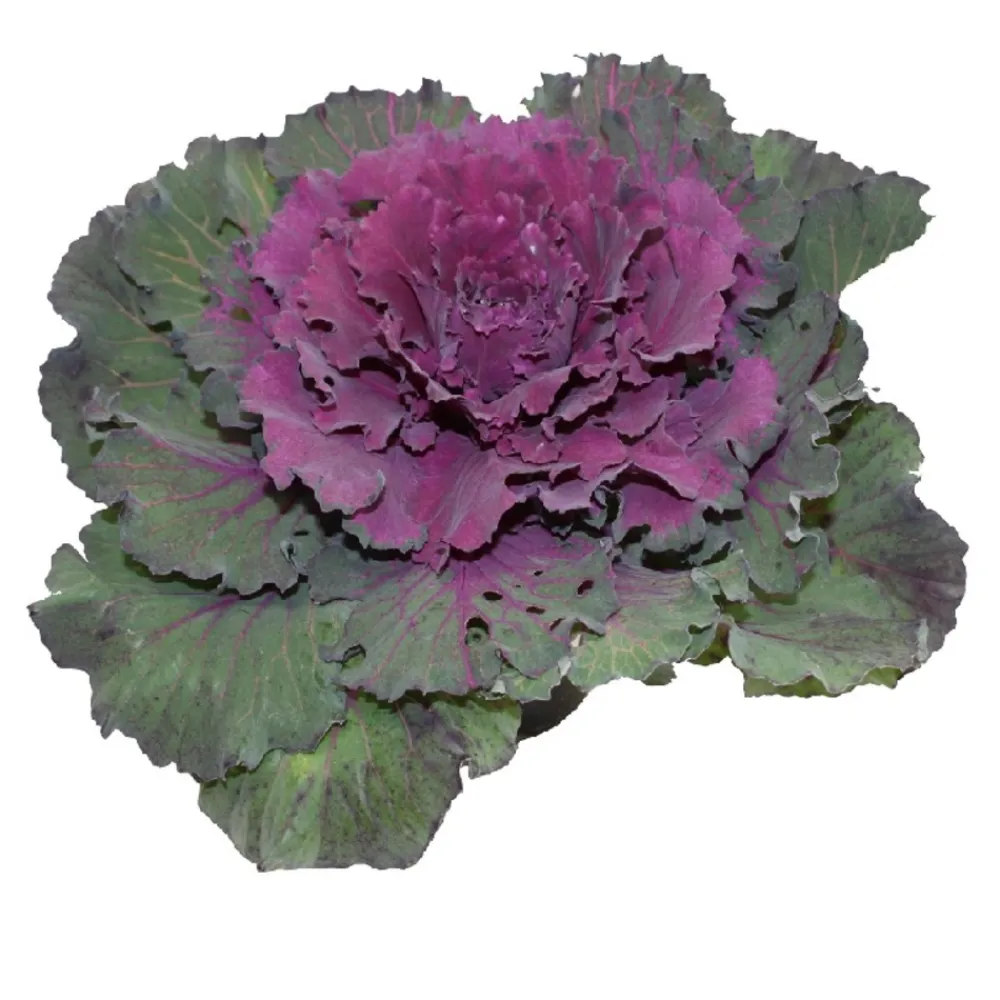Horti-flandre Fleurs De Saison | - Choux d'ornement violet p10.5cm