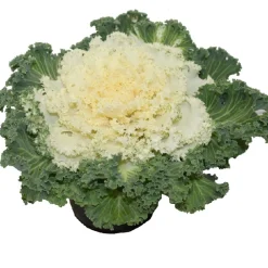 Horti-flandre Fleurs De Saison | - Choux d'ornement blanc p10.5cm