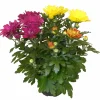 Horti-flandre Fleurs De Saison | - Chrysantheme multifleur arlequin pot 11 cm