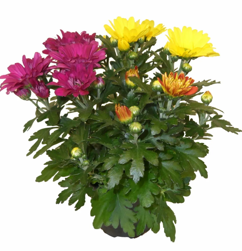 Horti-flandre Fleurs De Saison | - Chrysantheme multifleur arlequin pot 11 cm