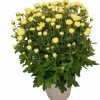 Horti-flandre Fleurs De Saison | - Chrysantheme pomponnette jaune 25 cm et plus pot 14 cm