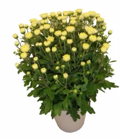 Horti-flandre Fleurs De Saison | - Chrysantheme pomponnette jaune 25 cm et plus pot 14 cm