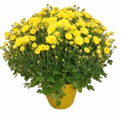 Horti-flandre Fleurs De Saison | - Chrysantheme pomponnette jaune 25 cm et plus pot 14 cm
