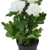 Horti-flandre Fleurs De Saison | - Chrysanthème blanc pot 9 cm